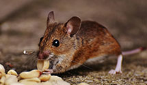 24 Hour & Emergency Exterminators in Wilkinsonvile, MA